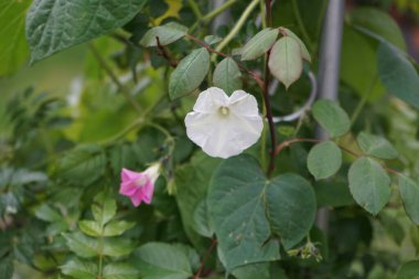 Ipomoea 'nın üç renkli' İnci Kapıları 've Ipomoea purpurea' Pembe Gıdıkla 'çiçekleri Ekim' de açılır. Ipomoea tricolor, Convolvulaceae familyasından bir çicek türü. Berlin, Almanya