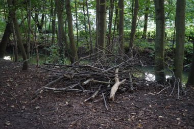 Sonbaharda Wuhle Nehri 'nin kıyısında ağaç dalları bulunur. Wuhle, Spree 'nin küçük bir sağ kıyısı haracı. Berlin, Almanya