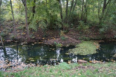 Kunduzun evi Wuhle Nehri kıyısında. Avrasya kunduzu, Castor fiber veya Avrupa kunduzu, bir kunduz türüdür. Berlin, Almanya