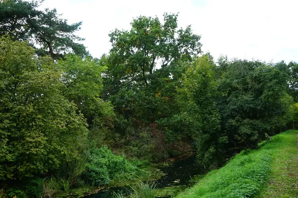 Sığ Wuhle Nehri sonbahar bitkileriyle çevrilidir. Wuhle, Spree 'nin küçük bir sağ kıyısı haracı. Berlin, Almanya 