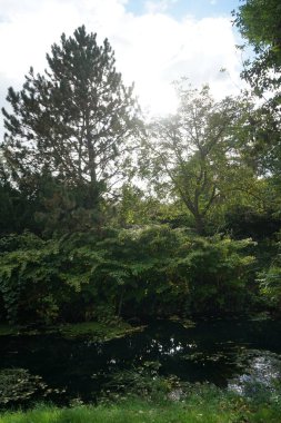 Sığ Wuhle Nehri sonbahar bitkileriyle çevrilidir. Wuhle, Spree 'nin küçük bir sağ kıyısı haracı. Berlin, Almanya 