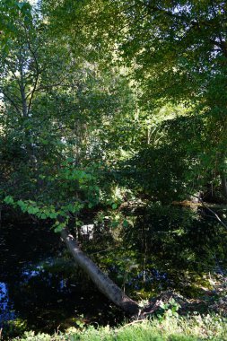 Ekim ayında bir Alnus glutinosa ağacı Wuhle nehrinin üzerine eğilir. Alnus glutinosa, Betulaceae familyasından bir ağaç türüdür (