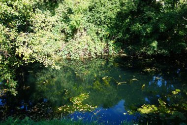 Sığ Wuhle Nehri sonbahar bitkileriyle çevrilidir. Wuhle, Spree 'nin küçük bir sağ kıyısı haracı. Berlin, Almanya 