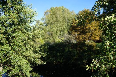 Sığ Wuhle Nehri sonbahar bitkileriyle çevrilidir. Wuhle, Spree 'nin küçük bir sağ kıyısı haracı. Berlin, Almanya 