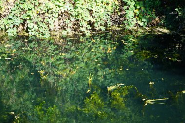 Sığ Wuhle Nehri sonbahar bitkileriyle çevrilidir. Wuhle, Spree 'nin küçük bir sağ kıyısı haracı. Berlin, Almanya 