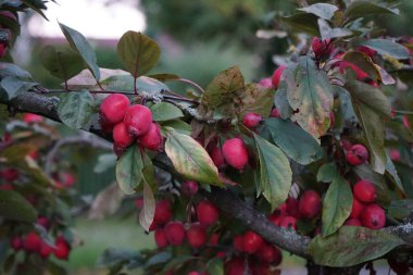 Crabapple meyveleri eylülde dallarda yetişir. Yaban elması, Malus, çekici, küçük, yenilebilir elmaları olan meyve ağacının farklı bir alt türüdür. Gül ailesine ait, Rosaceae. Berlin, Almanya