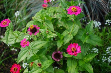 Zinnia çiçekleri sonbaharda bahçede Lobularia maritima çiçekleriyle çevrilidir. Zinnia, Asteraceae familyasından Heliantheae familyasına ait bir bitki cinsidir. Berlin, Almanya 
