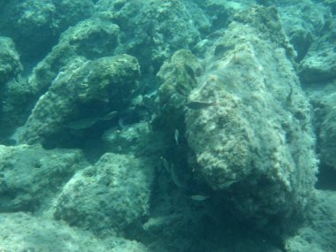 Rodos adası yakınlarındaki Akdeniz 'in inanılmaz sualtı dünyası. Bu denizin bitki örtüsü ve faunasının sualtı fotoğrafçılığı. Rodos, Yunanistan 