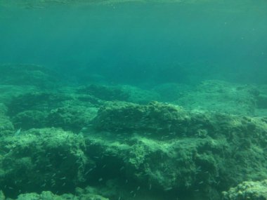 Rodos adası yakınlarındaki Akdeniz 'in inanılmaz sualtı dünyası. Bu denizin bitki örtüsü ve faunasının sualtı fotoğrafçılığı. Rodos, Yunanistan 
