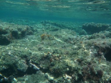 Rodos adası yakınlarındaki Akdeniz 'in inanılmaz sualtı dünyası. Bu denizin bitki örtüsü ve faunasının sualtı fotoğrafçılığı. Rodos, Yunanistan 