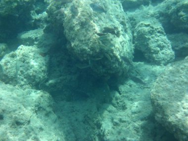 Rodos adası yakınlarındaki Akdeniz 'in inanılmaz sualtı dünyası. Bu denizin bitki örtüsü ve faunasının sualtı fotoğrafçılığı. Rodos, Yunanistan 