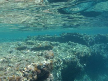 Rodos adası yakınlarındaki Akdeniz 'in inanılmaz sualtı dünyası. Bu denizin bitki örtüsü ve faunasının sualtı fotoğrafçılığı. Rodos, Yunanistan 