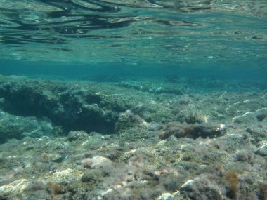 Rodos adası yakınlarındaki Akdeniz 'in inanılmaz sualtı dünyası. Bu denizin bitki örtüsü ve faunasının sualtı fotoğrafçılığı. Rodos, Yunanistan 