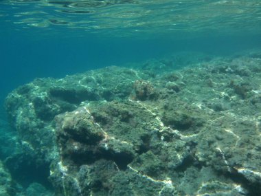 Rodos adası yakınlarındaki Akdeniz 'in inanılmaz sualtı dünyası. Bu denizin bitki örtüsü ve faunasının sualtı fotoğrafçılığı. Rodos, Yunanistan 