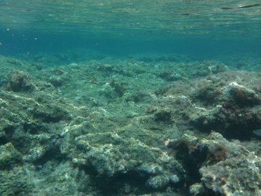 Rodos adası yakınlarındaki Akdeniz 'in inanılmaz sualtı dünyası. Bu denizin bitki örtüsü ve faunasının sualtı fotoğrafçılığı. Rodos, Yunanistan 