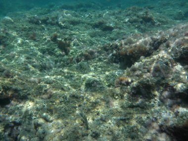 Rodos adası yakınlarındaki Akdeniz 'in inanılmaz sualtı dünyası. Bu denizin bitki örtüsü ve faunasının sualtı fotoğrafçılığı. Rodos, Yunanistan 