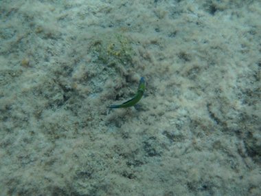 Rodos adası yakınlarındaki Akdeniz 'in inanılmaz sualtı dünyası. Bu denizin bitki örtüsü ve faunasının sualtı fotoğrafçılığı. Rodos, Yunanistan 