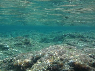 Rodos adası yakınlarındaki Akdeniz 'in inanılmaz sualtı dünyası. Bu denizin bitki örtüsü ve faunasının sualtı fotoğrafçılığı. Rodos, Yunanistan 