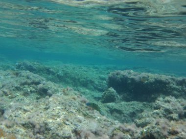 Rodos adası yakınlarındaki Akdeniz 'in inanılmaz sualtı dünyası. Bu denizin bitki örtüsü ve faunasının sualtı fotoğrafçılığı. Rodos, Yunanistan 
