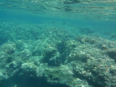 Rodos adası yakınlarındaki Akdeniz 'in inanılmaz sualtı dünyası. Bu denizin bitki örtüsü ve faunasının sualtı fotoğrafçılığı. Rodos, Yunanistan 