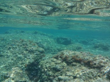 Rodos adası yakınlarındaki Akdeniz 'in inanılmaz sualtı dünyası. Bu denizin bitki örtüsü ve faunasının sualtı fotoğrafçılığı. Rodos, Yunanistan 