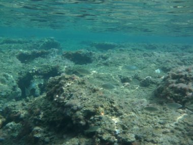 Rodos adası yakınlarındaki Akdeniz 'in inanılmaz sualtı dünyası. Bu denizin bitki örtüsü ve faunasının sualtı fotoğrafçılığı. Rodos, Yunanistan 