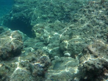 Rodos adası yakınlarındaki Akdeniz 'in inanılmaz sualtı dünyası. Bu denizin bitki örtüsü ve faunasının sualtı fotoğrafçılığı. Rodos, Yunanistan 