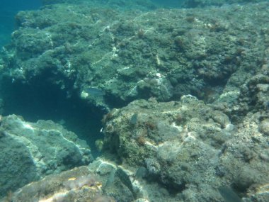 Rodos adası yakınlarındaki Akdeniz 'in inanılmaz sualtı dünyası. Bu denizin bitki örtüsü ve faunasının sualtı fotoğrafçılığı. Rodos, Yunanistan 