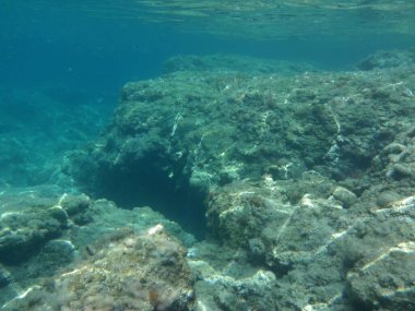 Rodos adası yakınlarındaki Akdeniz 'in inanılmaz sualtı dünyası. Bu denizin bitki örtüsü ve faunasının sualtı fotoğrafçılığı. Rodos, Yunanistan 