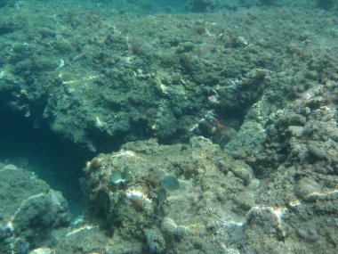 Rodos adası yakınlarındaki Akdeniz 'in inanılmaz sualtı dünyası. Bu denizin bitki örtüsü ve faunasının sualtı fotoğrafçılığı. Rodos, Yunanistan 