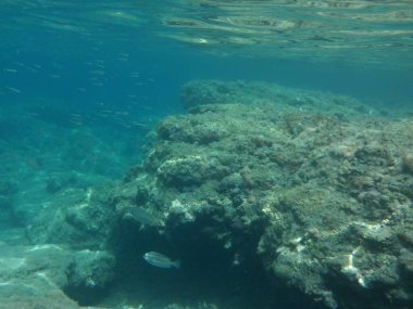 Rodos adası yakınlarındaki Akdeniz 'in inanılmaz sualtı dünyası. Bu denizin bitki örtüsü ve faunasının sualtı fotoğrafçılığı. Rodos, Yunanistan 