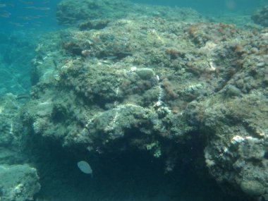 Rodos adası yakınlarındaki Akdeniz 'in inanılmaz sualtı dünyası. Bu denizin bitki örtüsü ve faunasının sualtı fotoğrafçılığı. Rodos, Yunanistan 