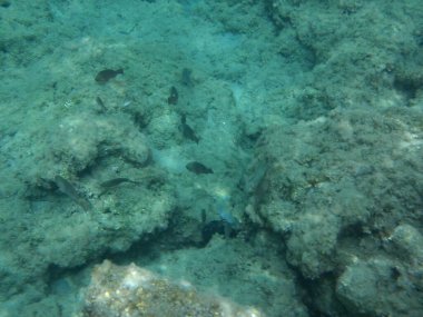 Rodos adası yakınlarındaki Akdeniz 'in inanılmaz sualtı dünyası. Bu denizin bitki örtüsü ve faunasının sualtı fotoğrafçılığı. Rodos, Yunanistan 