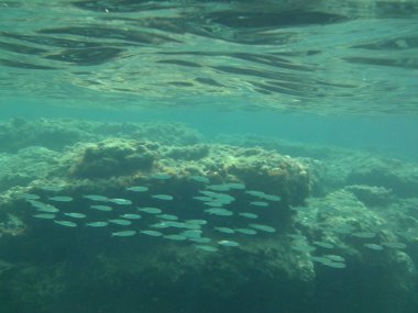Rodos adası yakınlarındaki Akdeniz 'in inanılmaz sualtı dünyası. Bu denizin bitki örtüsü ve faunasının sualtı fotoğrafçılığı. Rodos, Yunanistan 