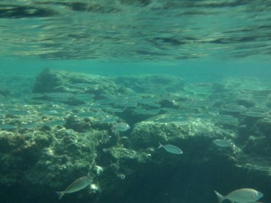 Rodos adası yakınlarındaki Akdeniz 'in inanılmaz sualtı dünyası. Bu denizin bitki örtüsü ve faunasının sualtı fotoğrafçılığı. Rodos, Yunanistan 