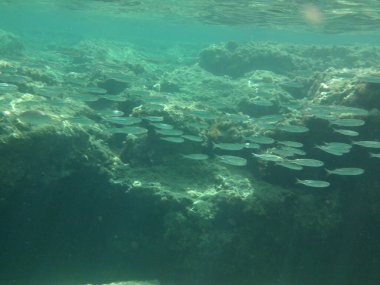 Rodos adası yakınlarındaki Akdeniz 'in inanılmaz sualtı dünyası. Bu denizin bitki örtüsü ve faunasının sualtı fotoğrafçılığı. Rodos, Yunanistan 