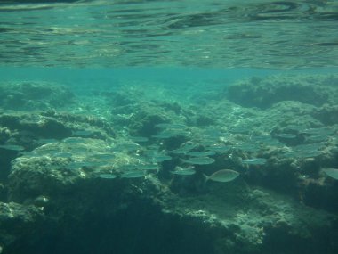 Rodos adası yakınlarındaki Akdeniz 'in inanılmaz sualtı dünyası. Bu denizin bitki örtüsü ve faunasının sualtı fotoğrafçılığı. Rodos, Yunanistan 