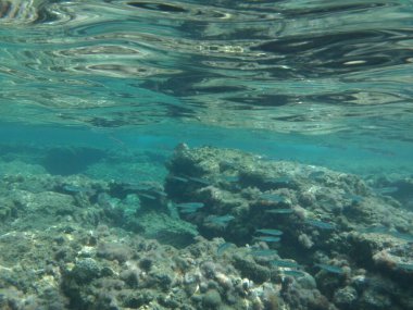 Rodos adası yakınlarındaki Akdeniz 'in inanılmaz sualtı dünyası. Bu denizin bitki örtüsü ve faunasının sualtı fotoğrafçılığı. Rodos, Yunanistan 