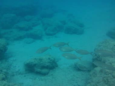 Rodos adası yakınlarındaki Akdeniz 'in inanılmaz sualtı dünyası. Bu denizin bitki örtüsü ve faunasının sualtı fotoğrafçılığı. Rodos, Yunanistan 