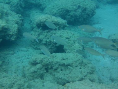 Rodos adası yakınlarındaki Akdeniz 'in inanılmaz sualtı dünyası. Bu denizin bitki örtüsü ve faunasının sualtı fotoğrafçılığı. Rodos, Yunanistan 