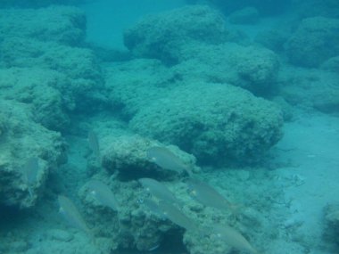 Rodos adası yakınlarındaki Akdeniz 'in inanılmaz sualtı dünyası. Bu denizin bitki örtüsü ve faunasının sualtı fotoğrafçılığı. Rodos, Yunanistan 