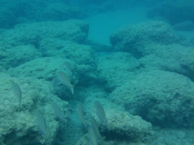 Rodos adası yakınlarındaki Akdeniz 'in inanılmaz sualtı dünyası. Bu denizin bitki örtüsü ve faunasının sualtı fotoğrafçılığı. Rodos, Yunanistan 
