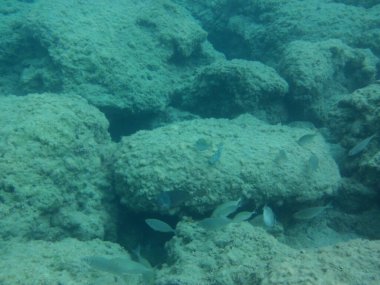 Rodos adası yakınlarındaki Akdeniz 'in inanılmaz sualtı dünyası. Bu denizin bitki örtüsü ve faunasının sualtı fotoğrafçılığı. Rodos, Yunanistan 