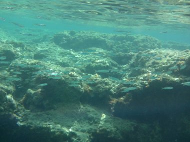 Rodos adası yakınlarındaki Akdeniz 'in inanılmaz sualtı dünyası. Bu denizin bitki örtüsü ve faunasının sualtı fotoğrafçılığı. Rodos, Yunanistan 