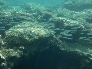 Rodos adası yakınlarındaki Akdeniz 'in inanılmaz sualtı dünyası. Bu denizin bitki örtüsü ve faunasının sualtı fotoğrafçılığı. Rodos, Yunanistan 