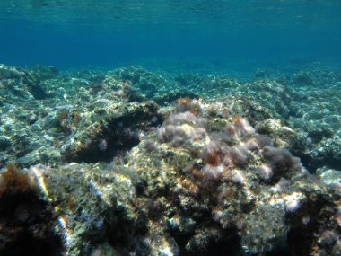 Rodos adası yakınlarındaki Akdeniz 'in inanılmaz sualtı dünyası. Bu denizin bitki örtüsü ve faunasının sualtı fotoğrafçılığı. Rodos, Yunanistan 