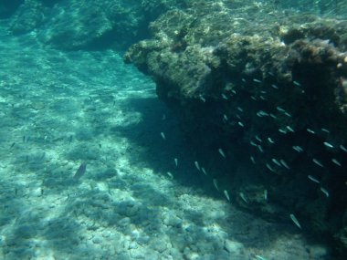 Rodos adası yakınlarındaki Akdeniz 'in inanılmaz sualtı dünyası. Bu denizin bitki örtüsü ve faunasının sualtı fotoğrafçılığı. Rodos, Yunanistan 