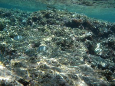 Rodos adası yakınlarındaki Akdeniz 'in inanılmaz sualtı dünyası. Bu denizin bitki örtüsü ve faunasının sualtı fotoğrafçılığı. Rodos, Yunanistan 