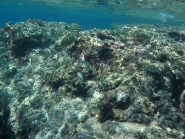 Rodos adası yakınlarındaki Akdeniz 'in inanılmaz sualtı dünyası. Bu denizin bitki örtüsü ve faunasının sualtı fotoğrafçılığı. Rodos, Yunanistan 