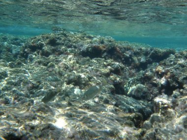 Rodos adası yakınlarındaki Akdeniz 'in inanılmaz sualtı dünyası. Bu denizin bitki örtüsü ve faunasının sualtı fotoğrafçılığı. Rodos, Yunanistan 